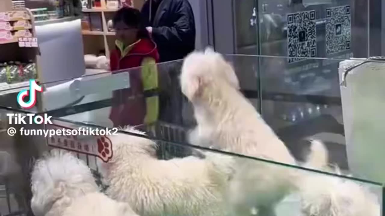 Funny dogs 😆