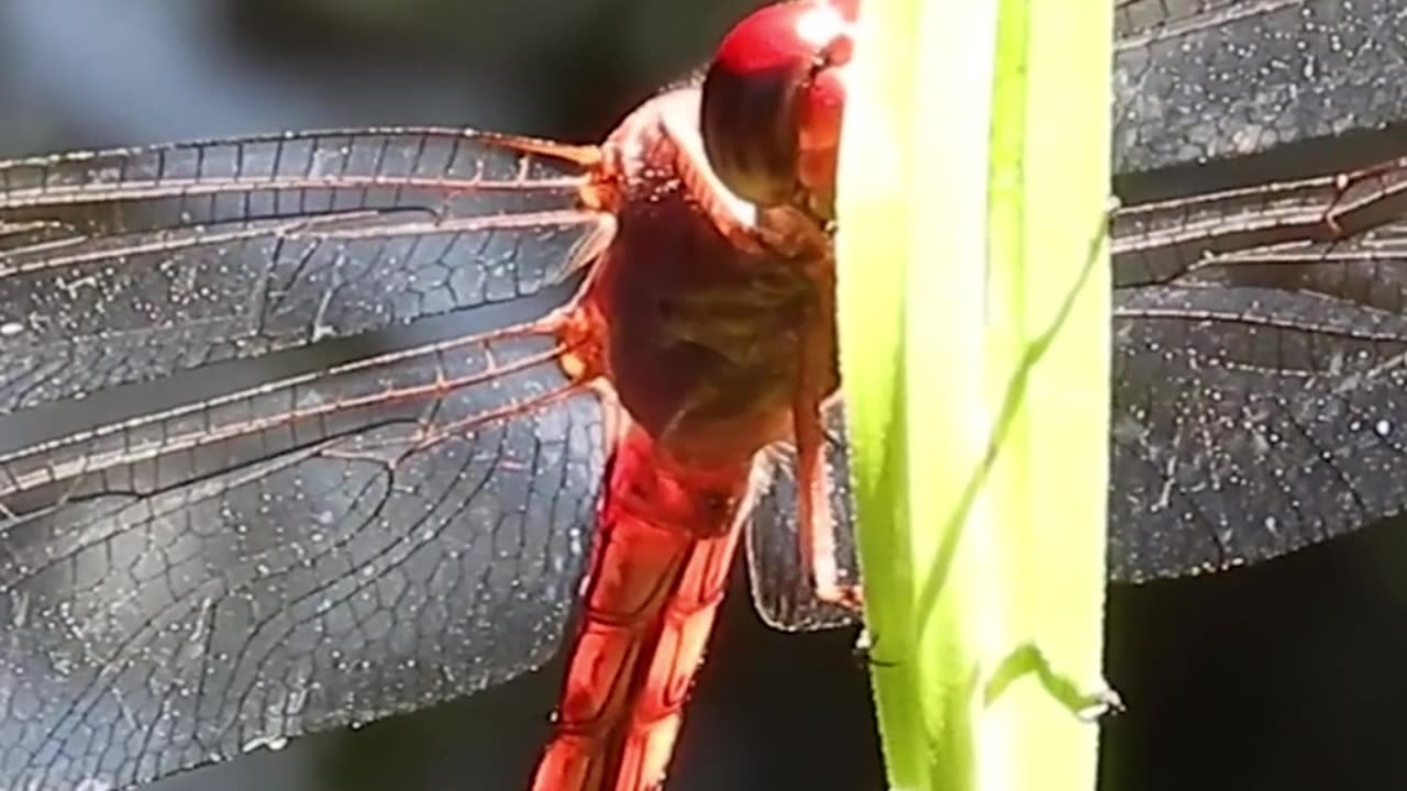 Be the Light that You Are