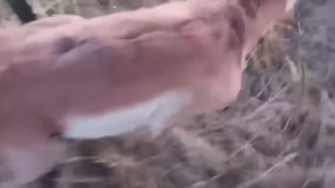 Helping a Deer Stuck in a Fence