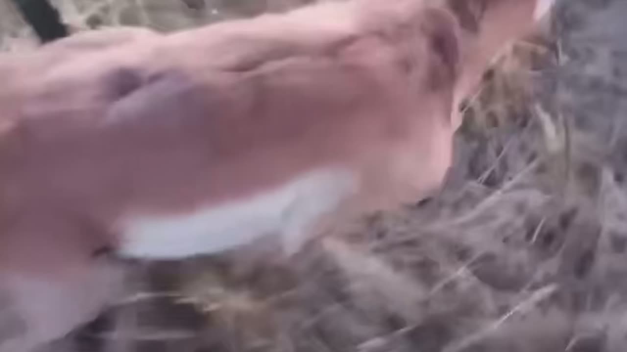 Helping a Deer Stuck in a Fence