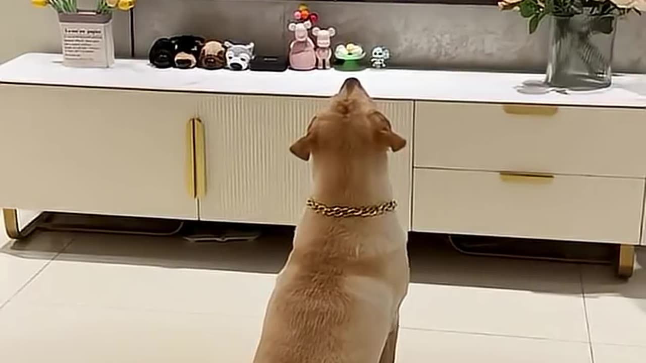 Even a dog is scared of a ghost