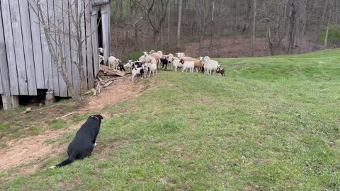 4/172025 Wendy-Scaly-Team-Sheep-Goats