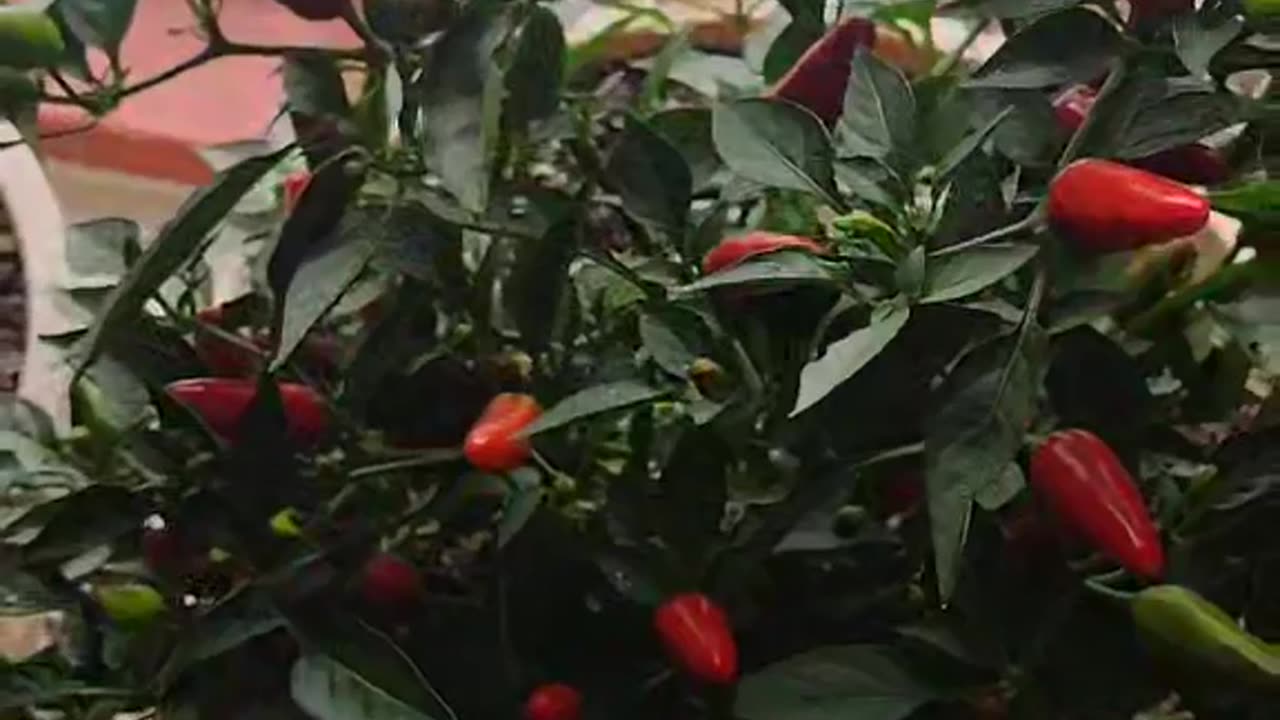Chilli Plant Inside the House