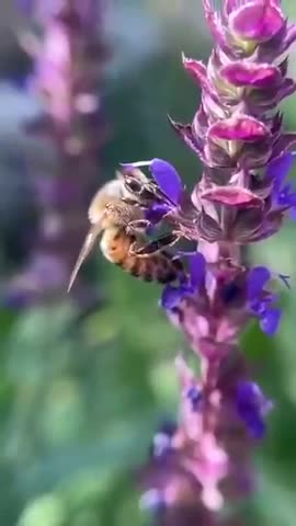 Bees are dying - 60-80% of all Honeybees in The US just dead, just gone” 🐝