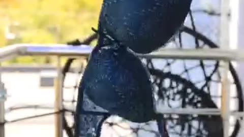 Dance with hotty