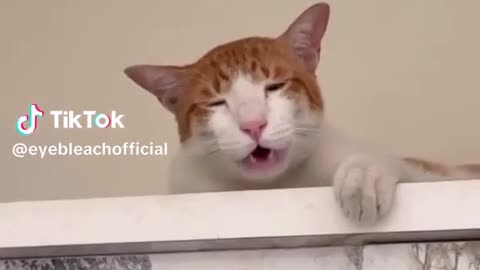 😂🐶 He Woke Up, Made His Point, and Went Back to Sleep! | FunFM
