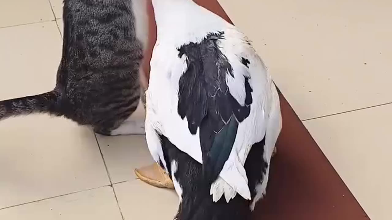 Ci Hua Cat vs. Duck Duck