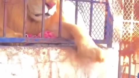 🦁😱 Messing with a Lion! | FunFM