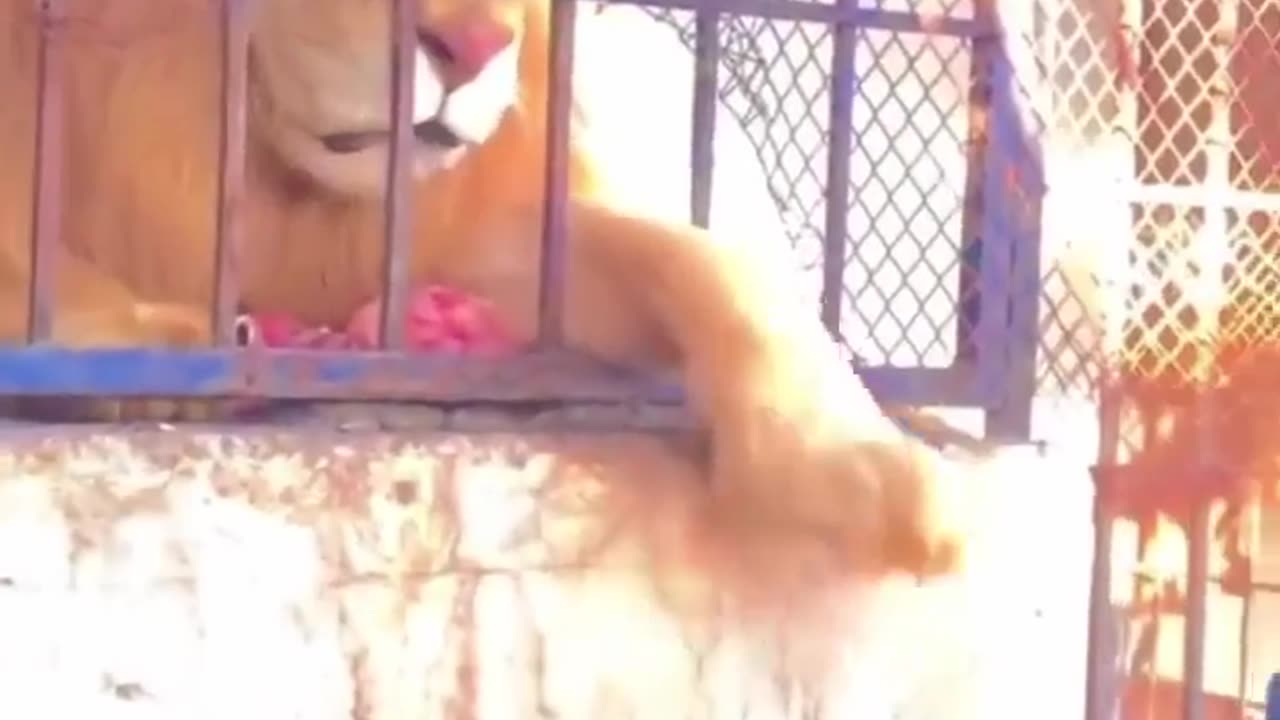 🦁😱 Messing with a Lion! | FunFM