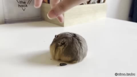 Funniest Animals of 2025 😂 | Try Not to Laugh Challenge