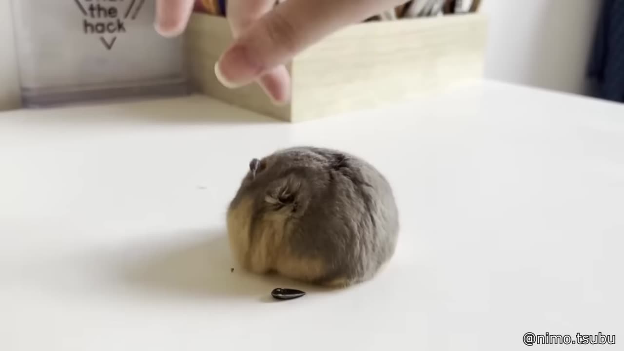 Funniest Animals of 2025 😂 | Try Not to Laugh Challenge