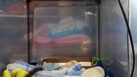 kitten Ninja is live