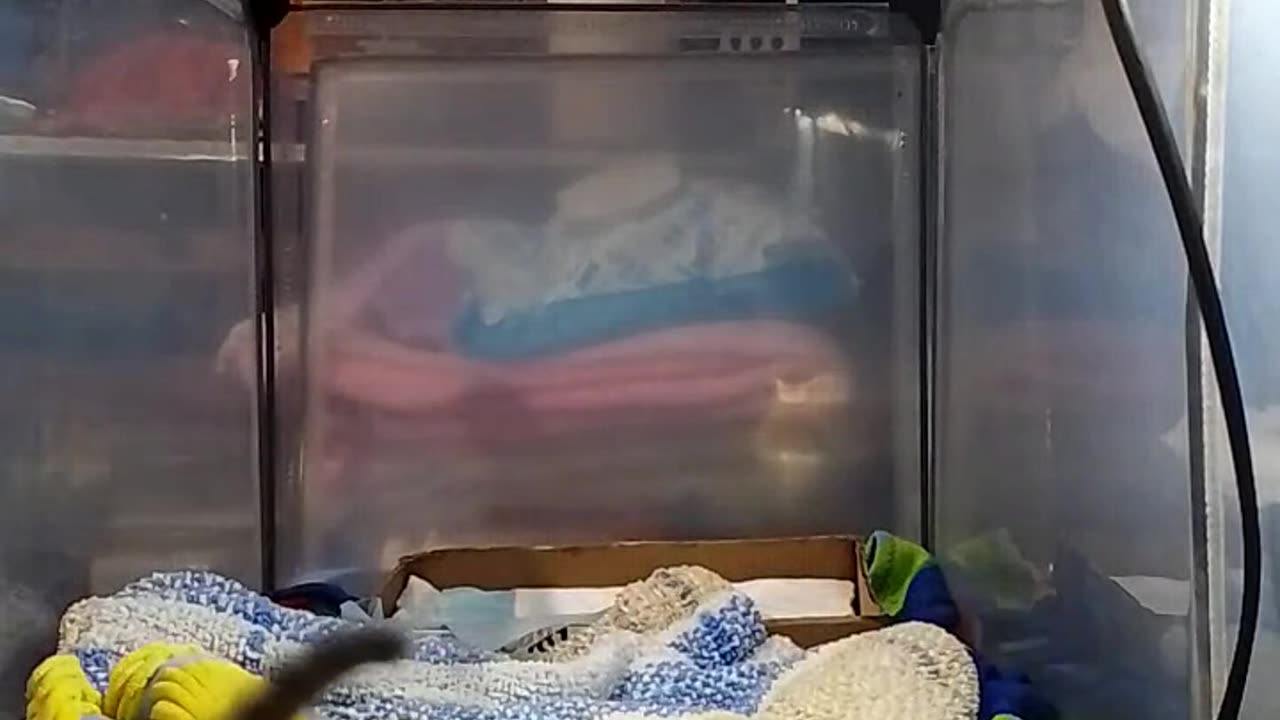 kitten Ninja is live