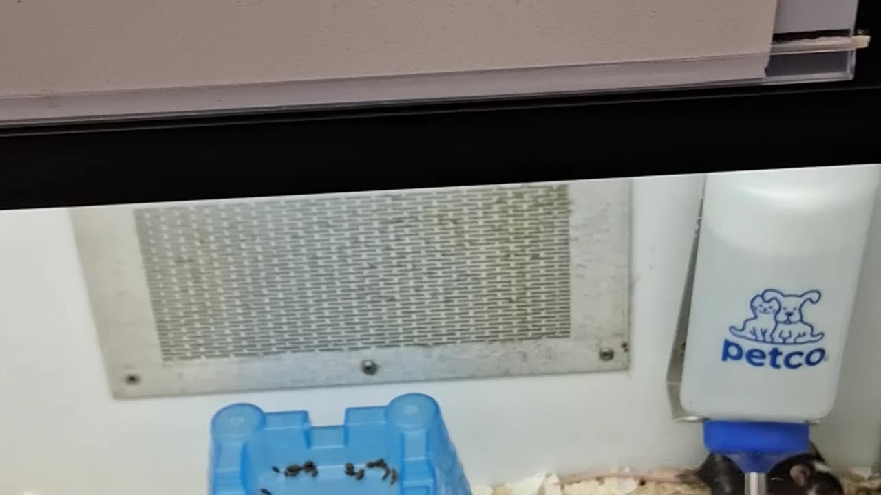 AT PETCO TO GET FOOD