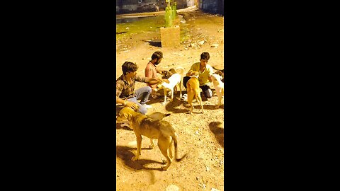 dog lover post