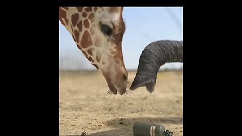 giraffe vs elephant fight for water