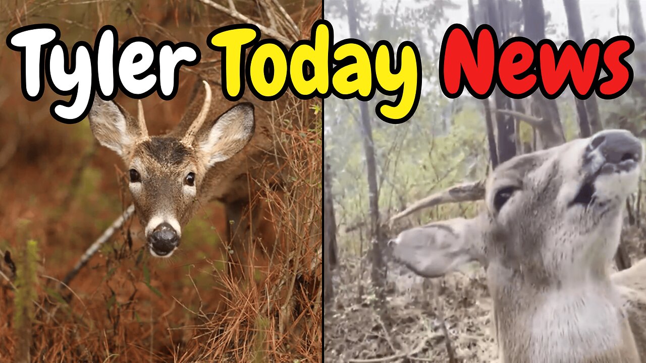 Blind deer euthanized by the state for the crime of living near the family that saved it