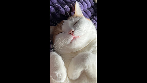 Cozy Kitten on a Lazy Sunday 🐾
