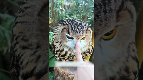The girl saved the owl that was attacked by a snake