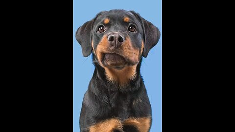 Dog’s disbelief in reality