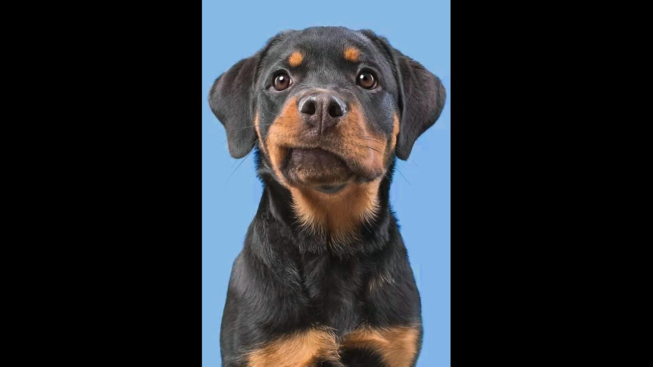 Dog’s disbelief in reality