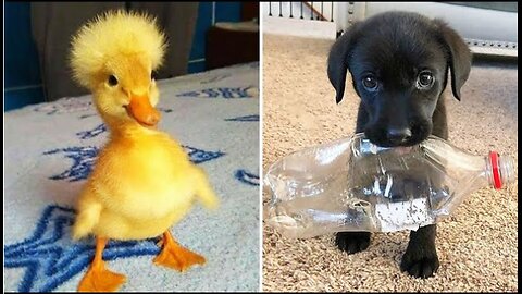 Funniest Animals of 2025 😂🤣 | Best Hilarious Cats & Dogs Compilation!