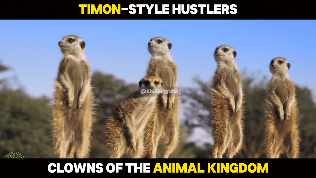 Streetwise Timon – The Clown Kings of the Animal Kingdom