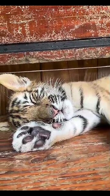 Dangerous predators are resting!