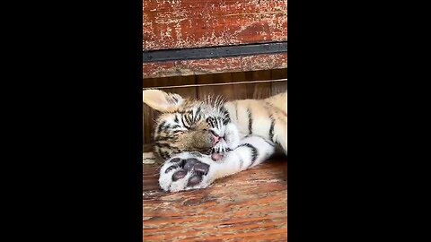 Dangerous predators are resting!