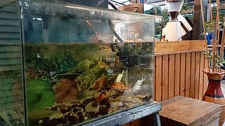 Buksan Mo Pinto Buksan Mo Pinto