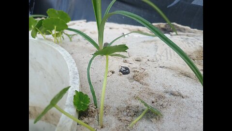 plant