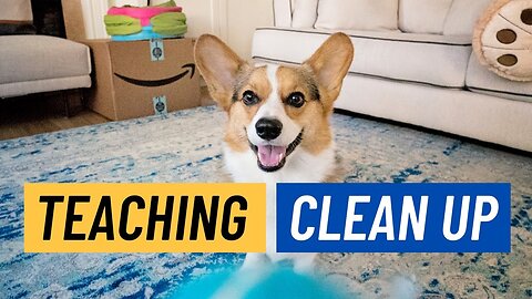 How To Train Your Dog To Clean Up