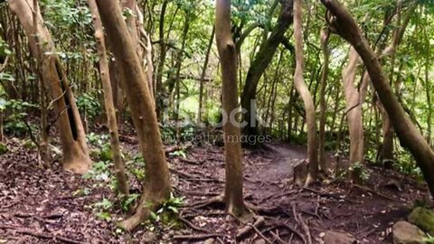 the jungle and it's diversity