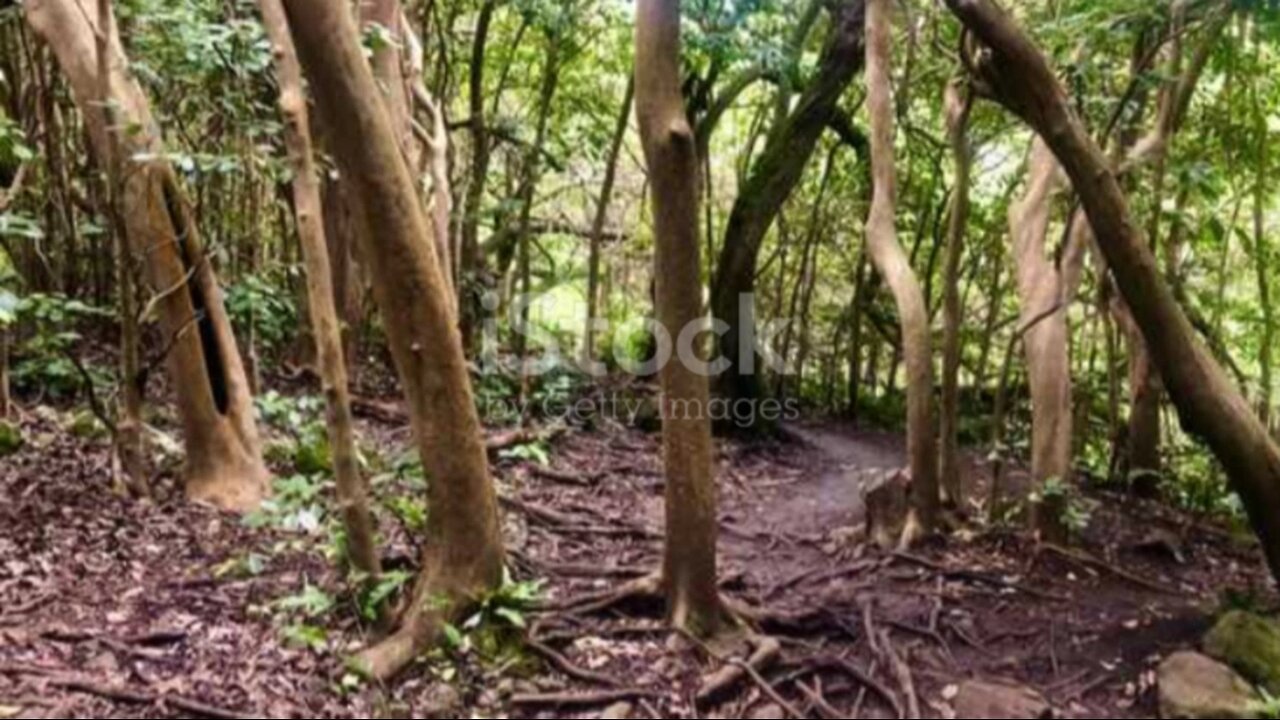 the jungle and it's diversity