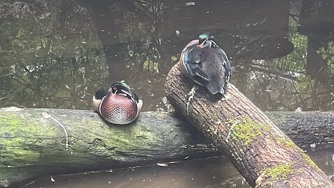 Checking wood duck boxes