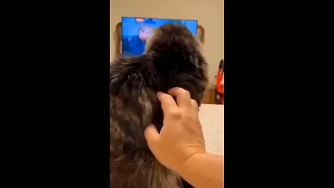 funny videos|funny animal videos