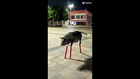 Funny Pig