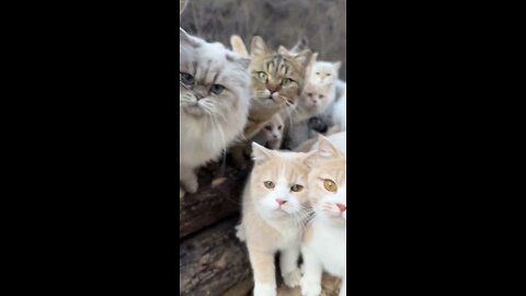 Cute dogs, funny cats and adorable babies