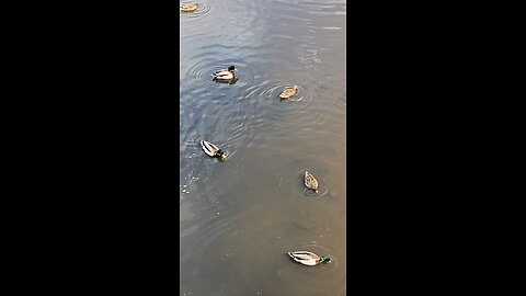 Mallard Ducks 🦆 #mallardducks #ducks #duck #trending #shorts #viral #followme #swimming