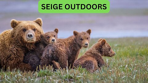 Katmai National Park Bear Feeding Live Stream!