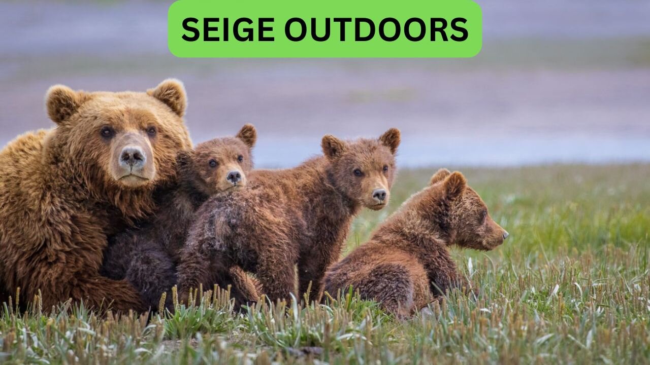 Katmai National Park Bear Feeding Live Stream!