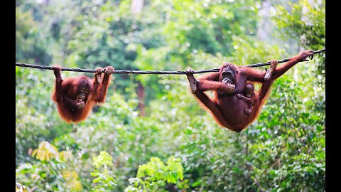 In order to save the orangutans, we should say “no” to palm oil