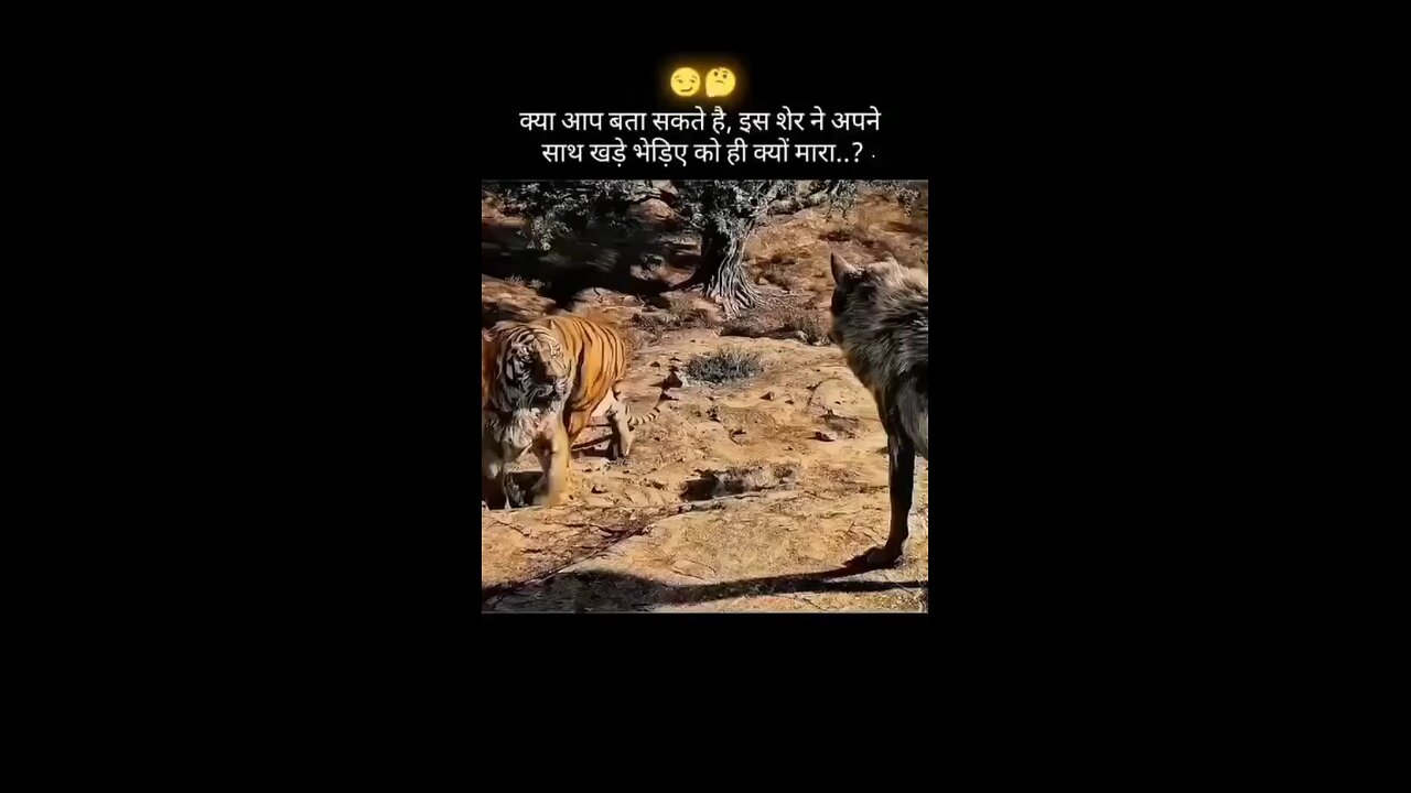 टायगर अँड फॉक्स