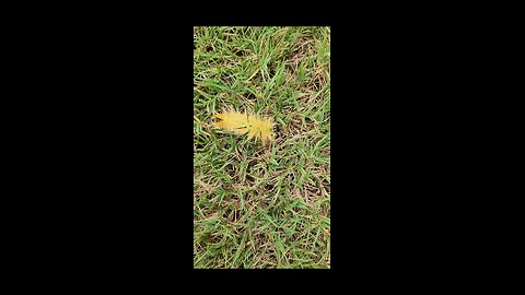 American Dagger Moth caterpillar.