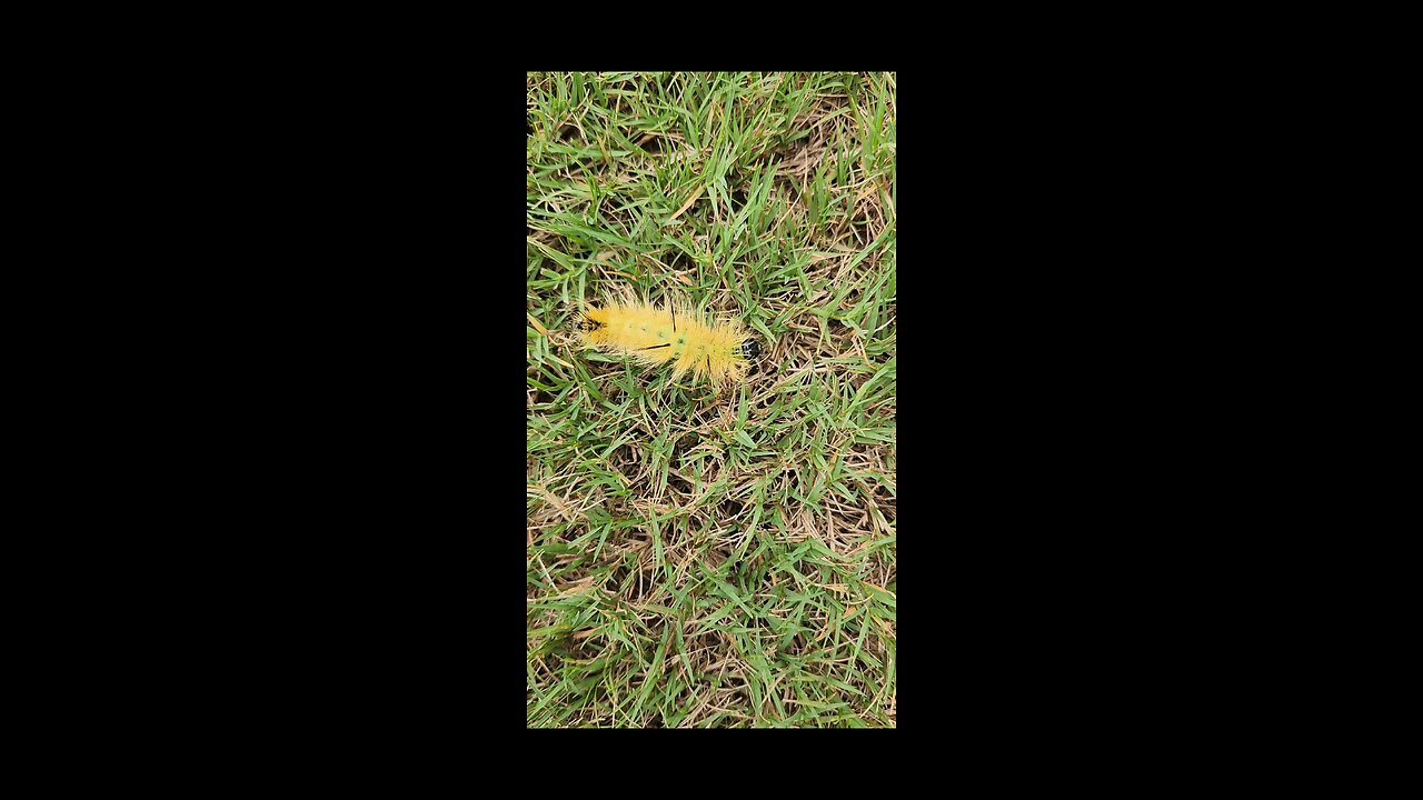 American Dagger Moth caterpillar.