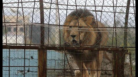 This is Weird Lions, Tigers, and... Drugs, Oh My