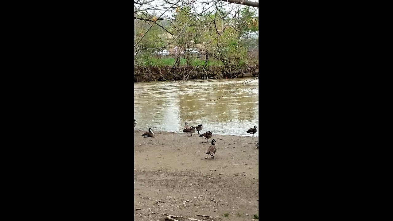 Geese 🦆 & Ducks