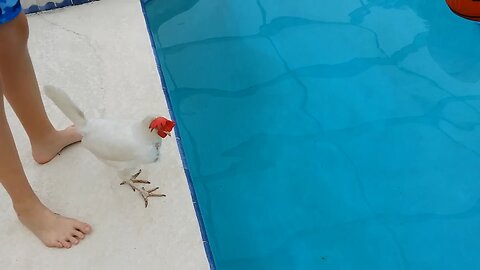 swimming of chicken