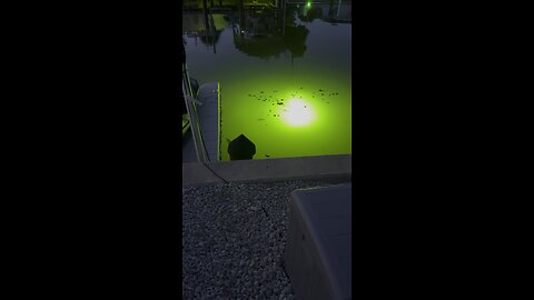 Canal Life | Sunrise Snook Light Action | 4K