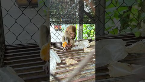 Caring for an Abandoned Monkey, the Mysterious Behaviors of Monkeys #6
